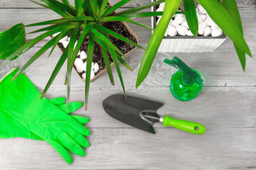 Care for indoor plants. Yucca, dracaena, spray gun, gloves, rag, drainage, spade on a gray wooden table. Houseplant transplant.