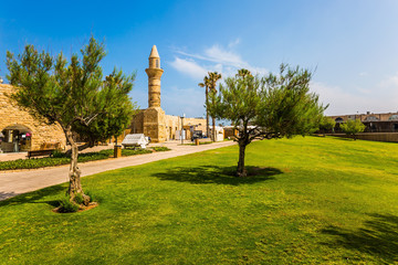  The green grass lawn and acacias