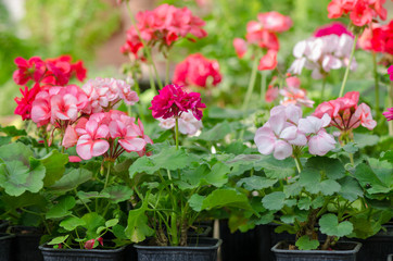 Garden Geranium Plant. White and pink flowers