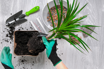 Care for indoor plants. The girl transplanted dracaena. Dracaena, watering can, spray gun, soil,...