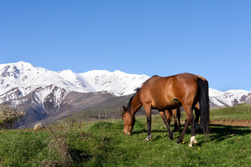 Fototapeta na wymiar Two horses graze on background of snow-capped mountains