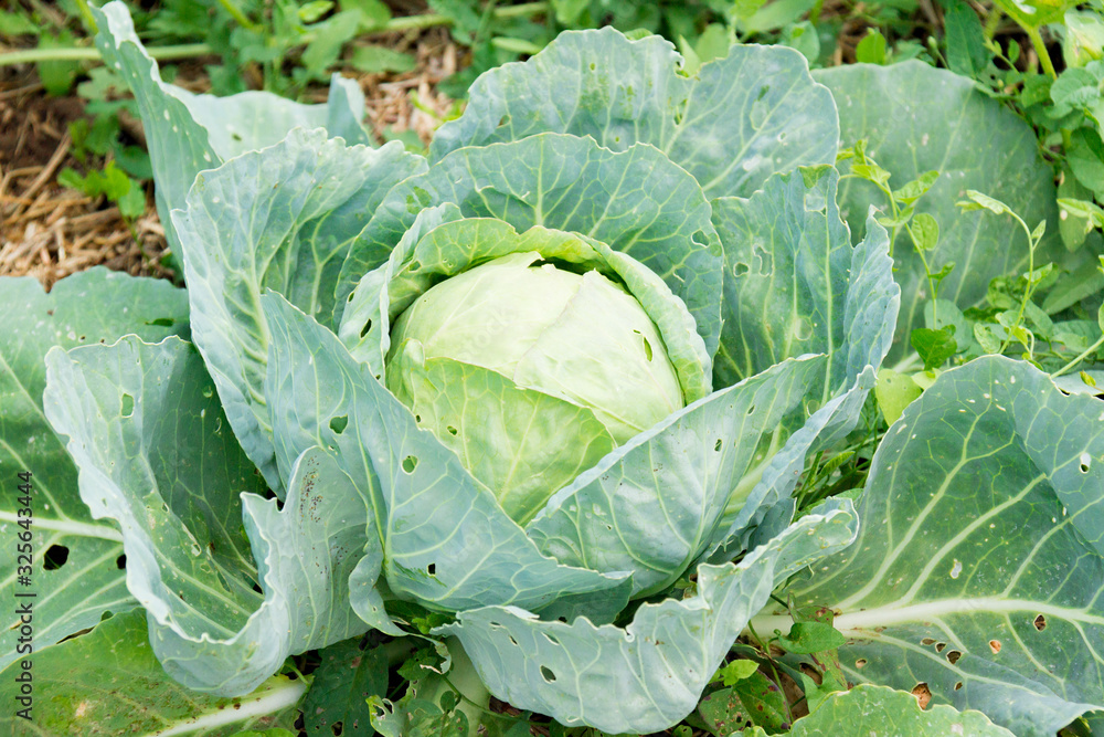 Wall mural close up of green fresh cabbage growing in garden. vegetable plant in the field