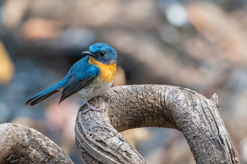 Colorful male Large Blue Flycatcher perching on a perch looking into a distance