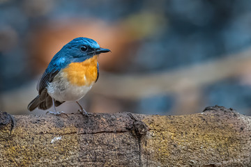 Colorful male Large Blue Flycatcher perching on a tree trunk looking into a distance