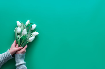 Woman hand hold bunch of white tulips, mint green paper. Spring flat lay, top view with copy-space, text space. Mothers day, international women day March 8, birthday, anniversary greeting background.