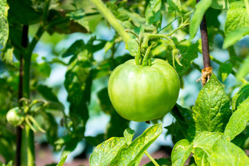 Close up of green unripe tomato growing under the sunlight in the garden