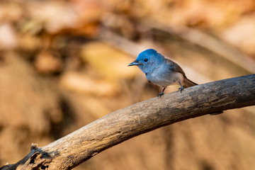 Cute female Black-naped Monarch perching on a perch looking into a distance