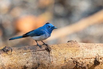 Colorful bluish Black-naped Monarch perching on a tree trunk looking into a distance