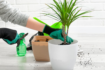 Care for indoor plants. The girl transplanted dracaena. Dracaena, watering can, spray gun, soil, drainage, moisture measuring tubes, shovel on a gray wooden floor. Palm trees care.