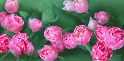 Floral spring background. pink tulips flowers close up. Spring season concept. copy space