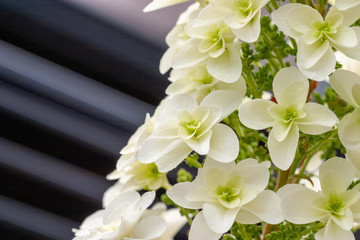White flowers of hydrangea quercifolia