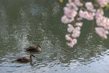 桜と鴨