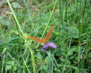 ORANGE BUTTERFLY on a lilac flower on a blurred background