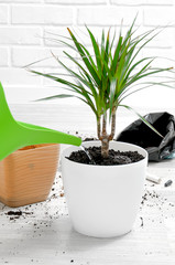 Care for indoor plants. Houseplant transplant. A girl is watering a dracaena.