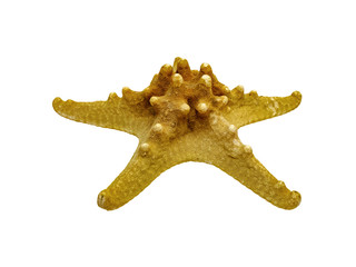 Stuffed Starfish of the Genus Long Spine. Large Growths On the Back and Rays Are Clearly Visible....