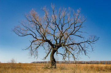 Big dry lonely tree.