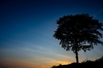Fototapeta na wymiar The black tree under the blue shadow