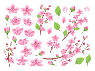 Sakura blossom. Asia cherry, peach flowers. Isolated almond garden or park plants. Pink budding floral petal and branches, leaf vector set. Branch spring floral blossom flower illustration