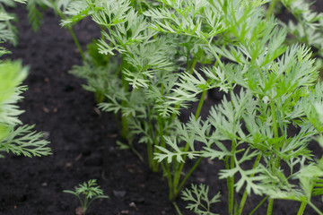 Rows of eco young carrot plants in spring garden