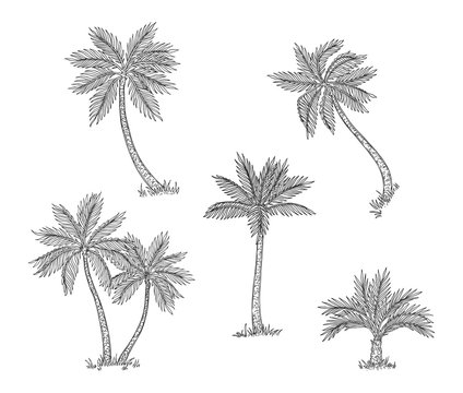 Palm trees sketch. Isolated exotic rainforest, coconut tree. Coast or beach hand drawn flora, black engraving botanical vector elements. Sketch palm tree, tropical flora, branch summer illustration