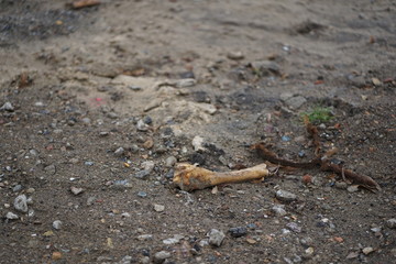 Old bone find on soil ground
