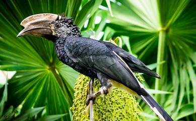 Silvery-cheeked hornbill © Daniele