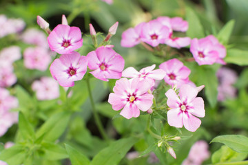 Fototapeta na wymiar Dianthus pink flowers in summer garden closeup