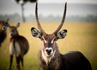 Waterbuck