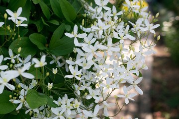 Fragrant white flowers of Clematis flammula or clematis Manchurian
