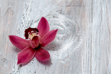 Closeup orchid on a gray wooden table. Greeting card. Festive background.