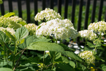 White flowers of hydrangea or hortensia closeup