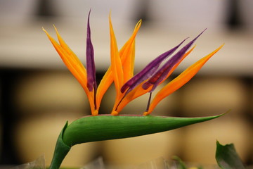 decorative rare flower with orange and purple petals