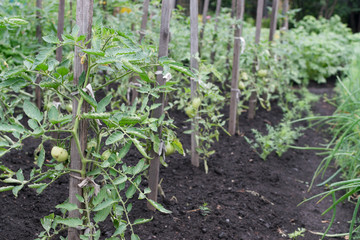 Fototapeta na wymiar Rows of eco unripe green tomatoes growing on the garden bed