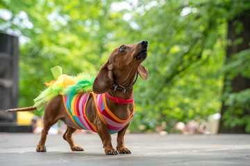Portrait dog of the Dachshund breed in costume rainbow lgbt dress,in the park at a parade festival...