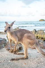 Kangaroo on a beach at Cape Hillsborough Queensland Australia