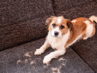 Kleiner Terrierhund inmitten von Haaren auf einer Couch liegend, Fellpflege