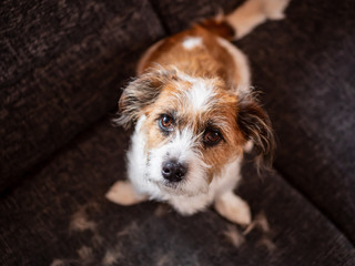 Kleiner Terrier Hund inmitten von Haaren sitzt auf einem Sofa, Blick in die Kamera, Fellwechsel