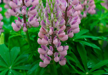 Lupinus or lupine flower close up with blurred background