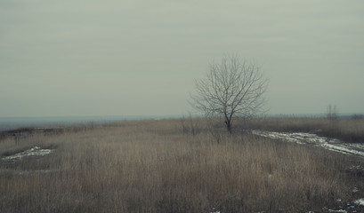 Obraz premium Lonely tree in the middle of a field, hopelessness