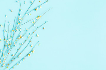 Flowers composition. Spring flowers on blue background. Flat lay, top view