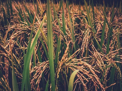 Golden rice crop in the agricultural farmland