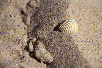 Seashells on the sand, close-up
