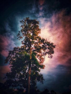 A big tall tree with vibrant sky behind it