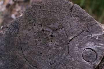 Dark Old Wood Texture or Background Closeup