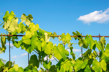 Grapevine braided a trellis against a blue sky