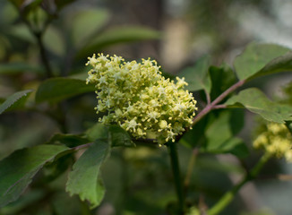 Sambucus racemosa, elderberry or red-berried elder close up