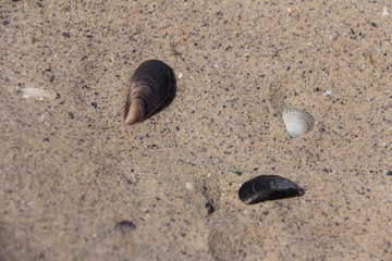Fototapeta na wymiar Seashells on the sand, close-up