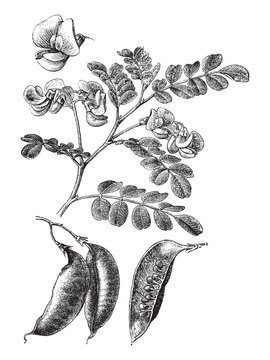 Bladder-senna (Colutea arborescens) / vintage illustration from Brockhaus Konversations-Lexikon 1908