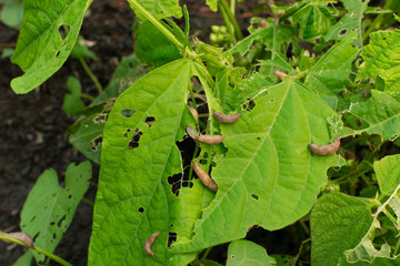 Snails, slugs or brown slugs destroy plants in the garden