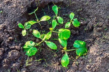 Young sprouts courgette or zucchini on a bed with a moist soil